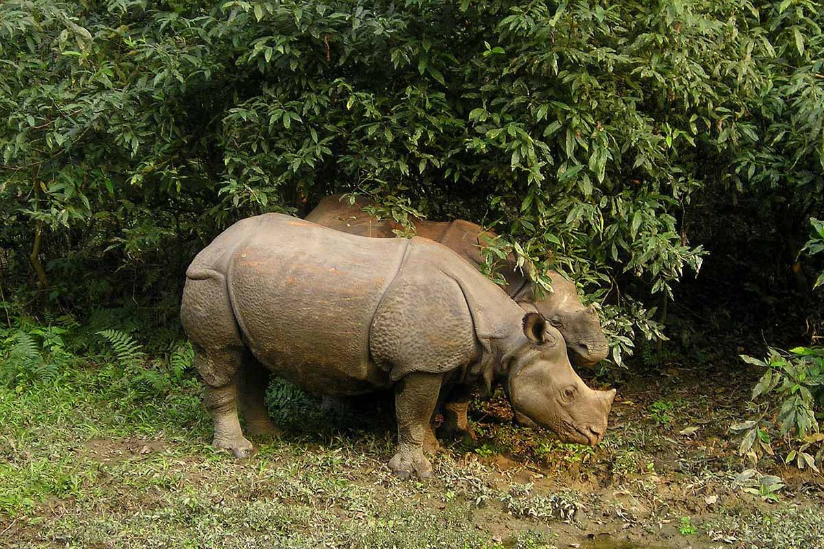 Chitwan tour package-3 Night/ 4 Days Package 