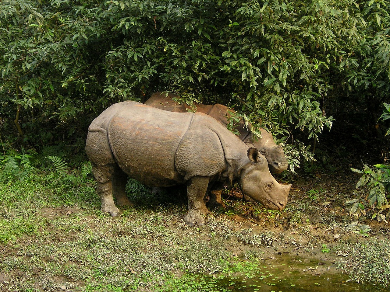 Chitwan tour package-1 Night/ 2 Days Package 